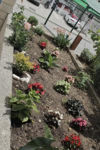 特罗吉尔Apartments Renata的种有鲜花和植物的花园