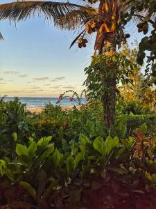 托弗海滩Baia Sonambula的海滩上的棕榈树,背靠大海