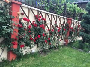 伯伊莱海尔库拉内Pensiunea JOJO的墙上长着一束玫瑰