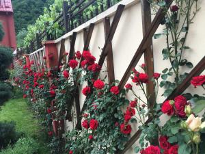 伯伊莱海尔库拉内Pensiunea JOJO的墙上的一束红玫瑰