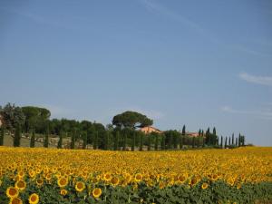 VillastradaLe More E I Gelsomini的阳光明媚的日子,向日葵的田野