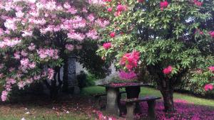 Brovello-CarpugninoMa maison art的树下长着粉红色花的长凳