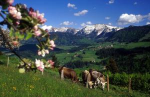 上施陶芬FeWo "Staufner Domizil" Oberstaufen的两头奶牛在山丘上放牧,山丘背景是山丘