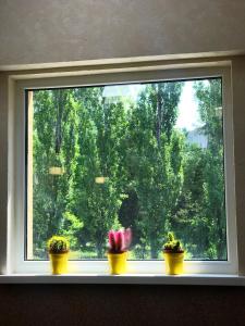 乌日霍罗德Hostel Gulliver的窗台上有三盆植物的窗户