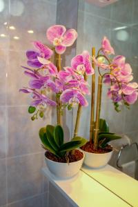 普利特维采湖Sweet Dreams的两个白色花瓶,上面装有紫兰兰花植物