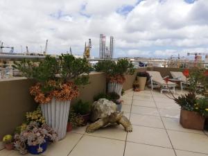 科斯皮夸Three Cities Apartments的屋顶上种植花瓶的植物的阳台
