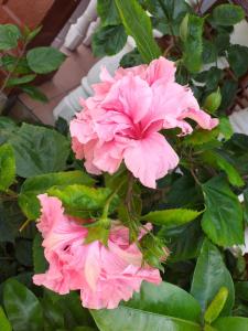 拉迪格岛芙蓉旅馆的植物上一朵粉红色花的近距离