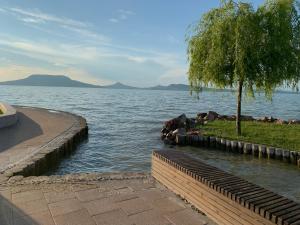 福纽德Beach Resort Fonyód的一群躺在水中的动物