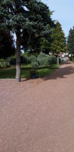 马斯利维Chambre d'hote Chez Liz的公园中间的树