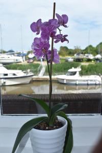 桑德维奇Boatyard View的窗台上白盆里的紫色花