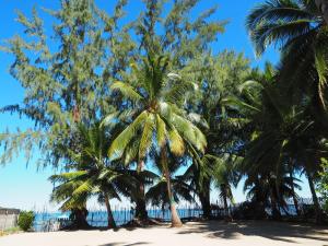 阿姆巴托洛阿卡MADIROKELY HOUSE Nosy Be的海滩上的一棵棕榈树