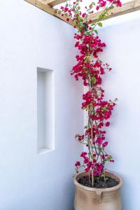 费拉Lemon Suites Santorini的花在墙上一个盆子里的植物