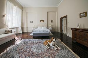 Nakomiady帕拉卡那可米带旅馆的一只狗躺在客厅的地毯上