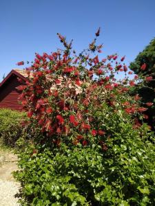 HararitCabin In The View的红楼前的灌木丛,有红色的花朵