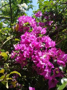 焦维纳佐Secret Garden的树上一束紫色的花