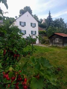 哈尔堡Old Bavarian House on the Romantic Road的一片白房子,位于一片种有樱桃的田野中间