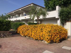 伊斯基亚Appartamenti Ischia la Sentinella的建筑前的黄色花 ⁇ 