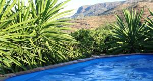 阿洛拉橙色度假屋的棕榈树和山脉环绕的游泳池