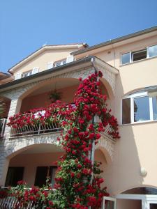 波雷奇马里奇房屋酒店的建筑物边的一束红花