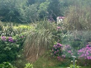 克利夫登Buttermilk Lodge Guest Accommodation的种有紫色花草的花园
