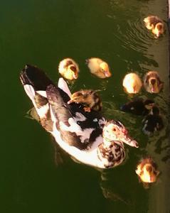 拉奥罗塔瓦芬卡埃尔林孔公寓的一群鸭子在水中游泳