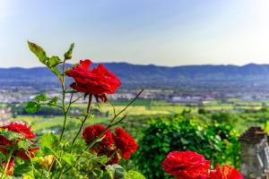 蒙泰穆尔洛Casa delle rose的一组红色玫瑰,享有美景