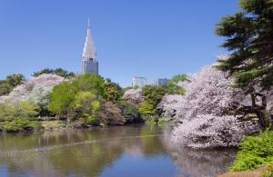 东京Sakura Cross Hotel Shinjuku East的一条有花树的河流和一座建筑
