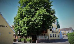 MarxheimLandsteakhaus的大楼前的一棵大树