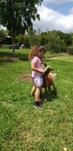 Puembo赞桑特山林小屋的一个小女孩在田里 ⁇ 一只小山羊