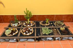 弗龙特拉Apartamentos Los Verodes的植物中一组仙人掌和吸水剂