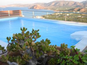 古卡斯特隆Villa Aiolos的游泳池前的多汁植物