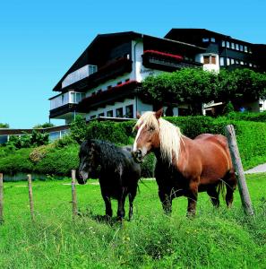 因斯布鲁克阿尔德兰瑟霍夫酒店的两匹马站在建筑前的田野上