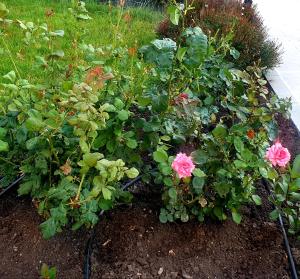 帕莫瑞Apart Hotel Iglika的种有粉红色玫瑰和绿色植物的花园