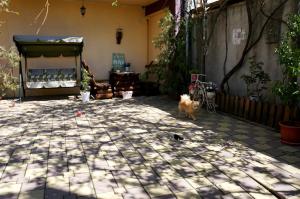 布加勒斯特Nirvana Apartament的一只狗站在庭院中间