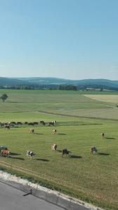 莫斯巴赫Hanslbauernhof的一群牛在绿色的田野里放牧