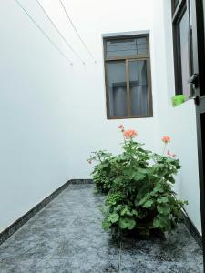 圣伊西德罗Apartamento Mendoza-San Isidro的窗户和两株植物在建筑物前