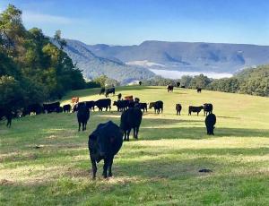 BarrengarryAmaroo Valley Springs的一群牛在田野里放牧