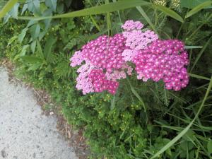 渥太华Elcho's ExplOre Ottawa #3的花园里的一束粉红色的花