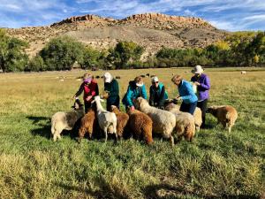 科尔特斯Canyon Of The Ancients Guest Ranch的一群人站在田野里,养着绵羊
