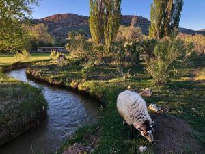 科尔特斯Canyon Of The Ancients Guest Ranch的吃河旁草的羊