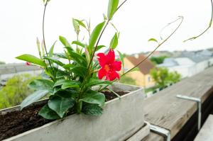 滨湖波德斯多夫Gästehaus Herlinde的阳台上的植物上的红花