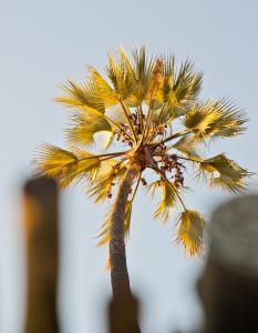 PalmPalmwag Lodge的棕榈树,顶部在天空