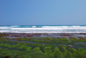 盐寮海月海景民宿的海藻和海洋背景的海滩