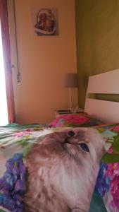 特拉尼Terra Bianca的躺在床上的猫