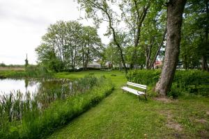 奥莱茨科Mazurski Dwór的湖畔树旁的公园长椅
