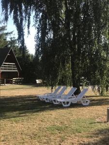 翁格罗维茨Ośrodek Wypoczynkowy OAZA的两把躺椅坐在田野的树下