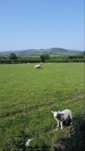 库申多尔Killoughagh House的一群羊在绿色的田野里放牧