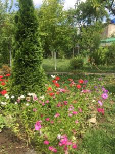 祖格迪迪Nagi House的花园中种有粉红色的花卉