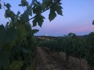 圣吉米纳诺Teruzzi Country House的日落时穿过葡萄园的小径