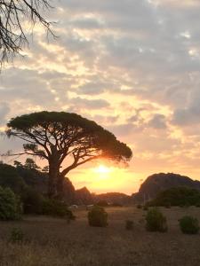契拉勒比鲁尔旅馆的树在田野里,在背后是日落